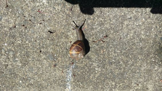 Snail Buddy