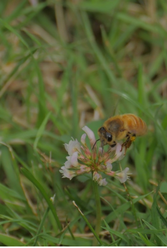 Beesiness As Usual_Matthew Harper