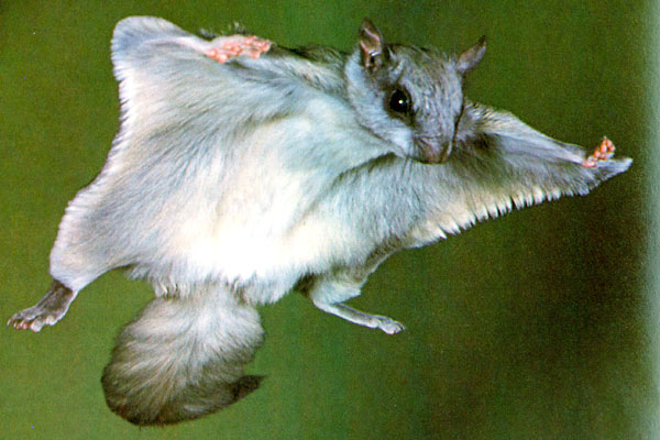 NORTHERN-FLYING-SQUIRREL-3
